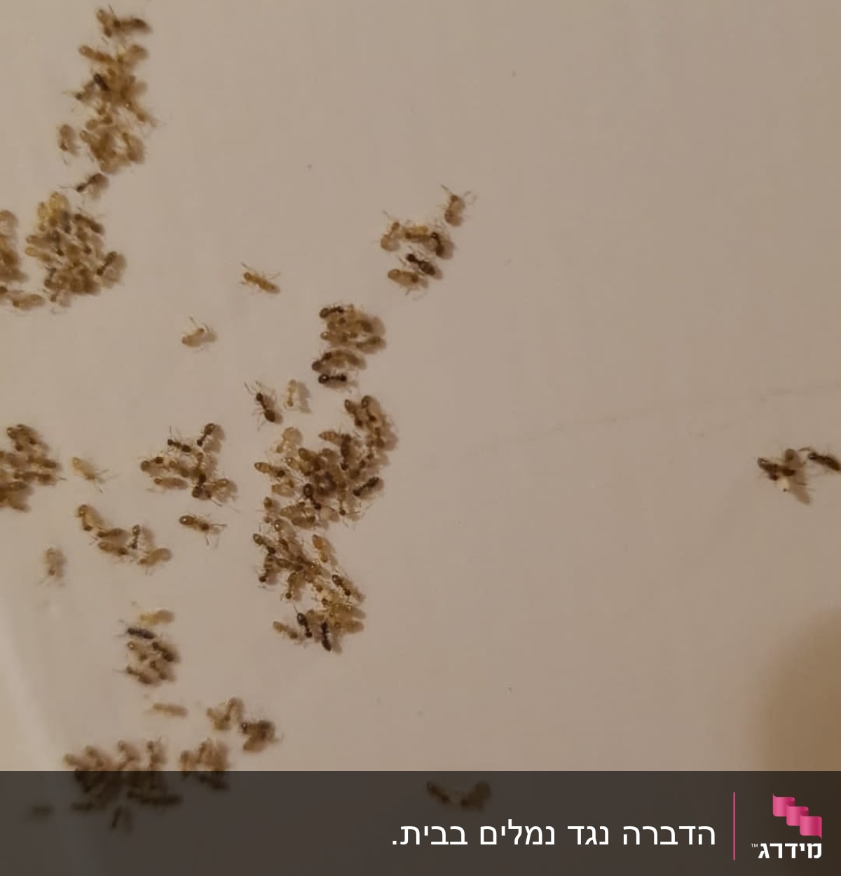 נמלים קטנות על משטח לבן, זקוק להדברה